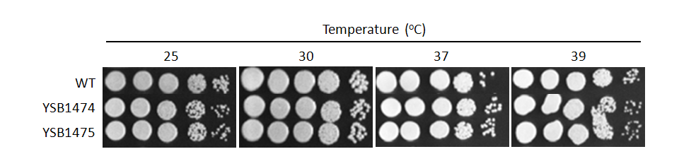 Growth phenotype for CNAG_07940T0