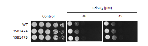 Heavy metal stress phenotype for CNAG_07940T0