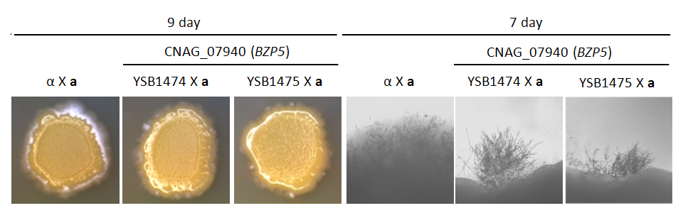 Mating phenotype for CNAG_07940T0