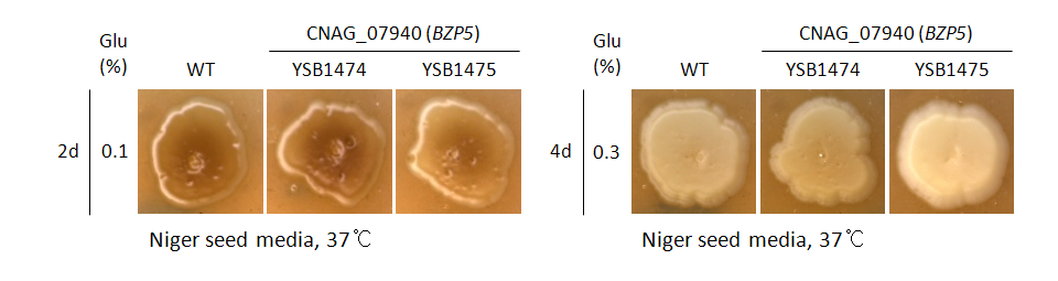 Melanin phenotype for CNAG_07940T0