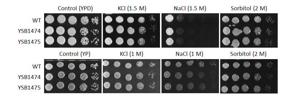 Osmotic stress phenotype for CNAG_07940T0