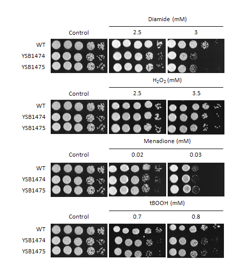 Oxidative stress phenotype for CNAG_07940T0