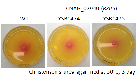 Urease phenotype for CNAG_07940T0